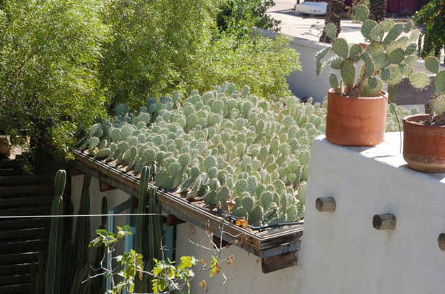 groendak cactus