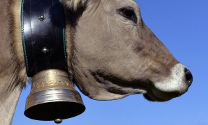 Koebel waarschuwt voor te hoge heftruckmast